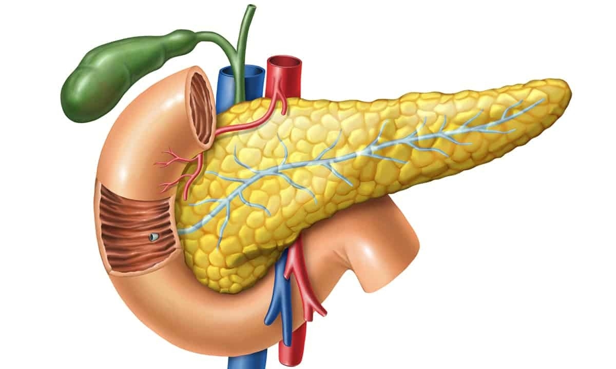 Anatomia pancreasului